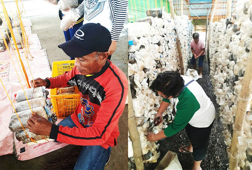Leyte farmers gear up for DOST-EVSU Mushroom Project