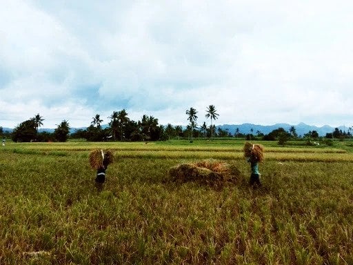 Statement on the President's Unwarranted Claim on the Philippines being NOT RICE SELF-SUFFICIENT