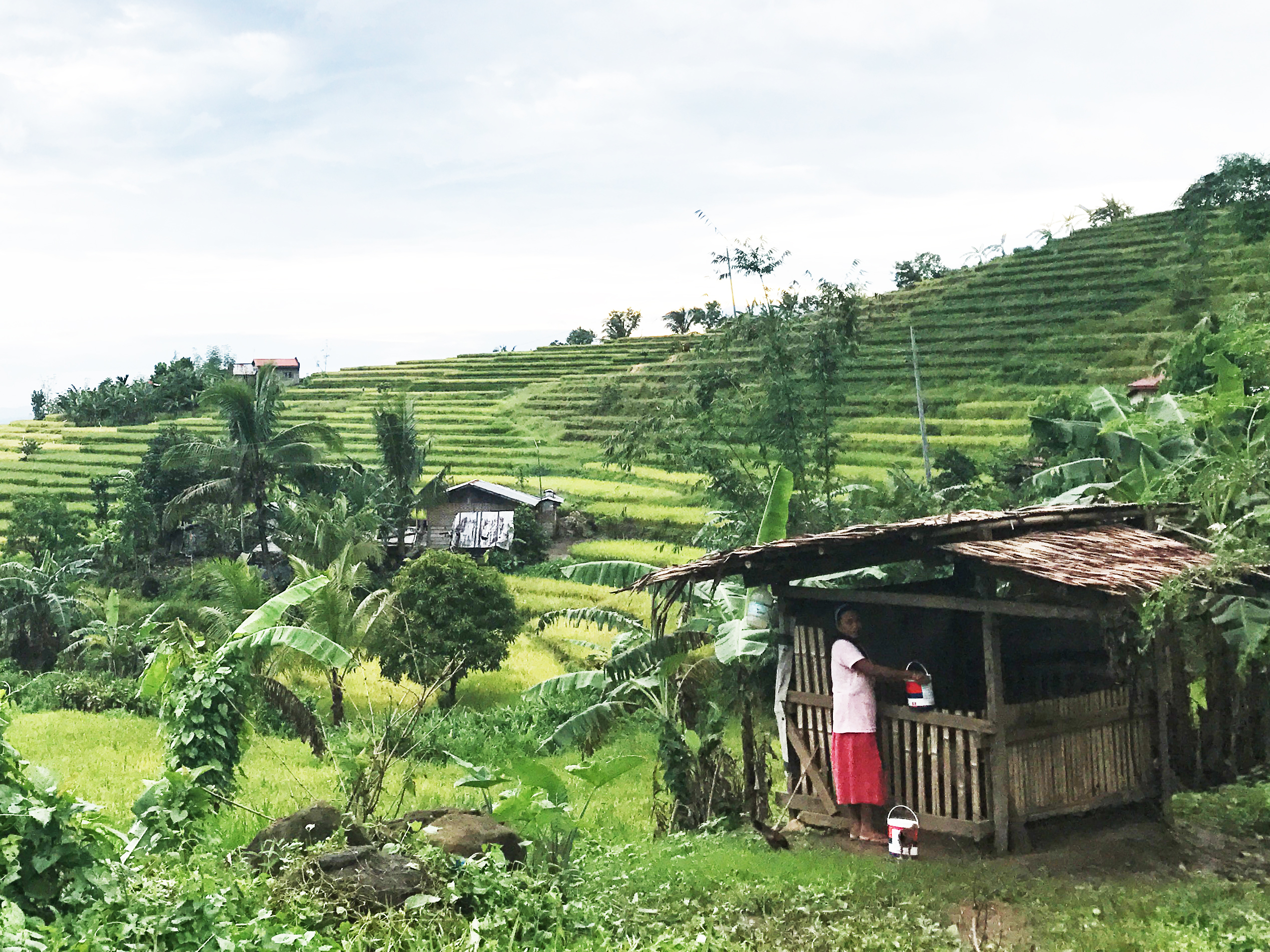 SELF-SUFFICIENCY IN RICE? PROTECT OUR AGRICULTURAL LANDS!